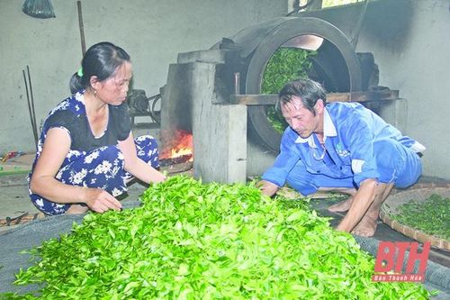 Nhọc nhằn nghề sao chè