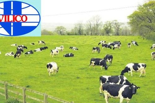 GTNFOODS chốt tỷ lệ hoán đổi lấy VLC là 1,6:1