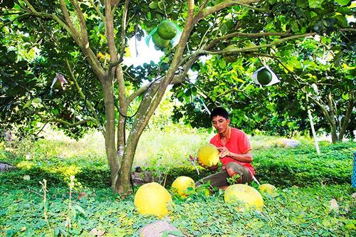 Phập phồng... bưởi da xanh