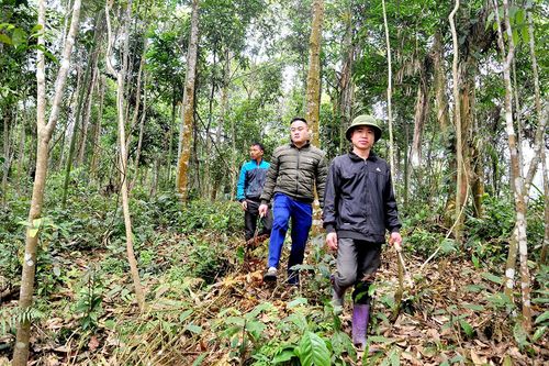 Hiệu quả từ chính sách giao khoán bảo vệ rừng