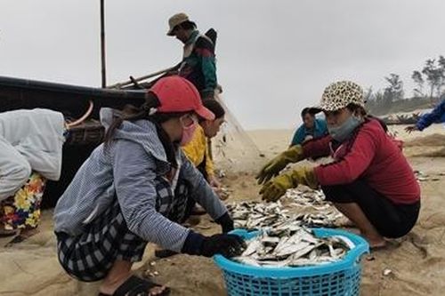 Ngư dân đánh bắt gần bờ trúng đậm 'lộc biển'
