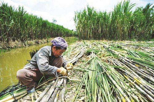 Có nên đầu tư cổ phiếu ngành mía đường?