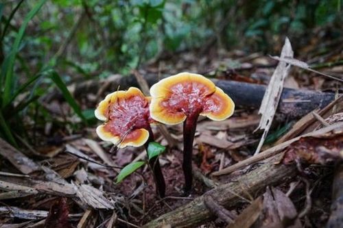 5 dược chất ưu việt trong nấm lim xanh