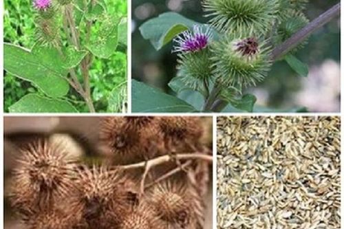 Dược thiện hỗ trợ trị rối loạn nội tiết