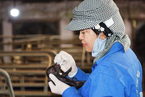 Lần đầu tiên Việt Nam nhân bản thành công lợn Ỉ