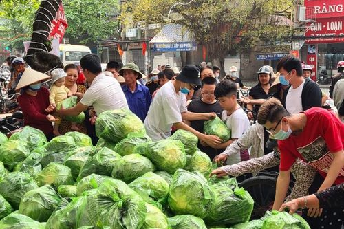 'Giải cứu' hàng chục tấn rau cho bà con Hải Dương