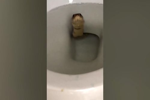 Rắn độc bất ngờ chui lên từ bồn cầu gây hoảng sợ