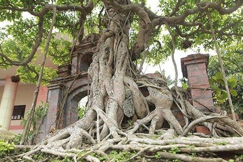 Mãn nhãn cây sanh 'hồn quê đất Việt', khách trả 6 tỷ chủ nhân chưa bán