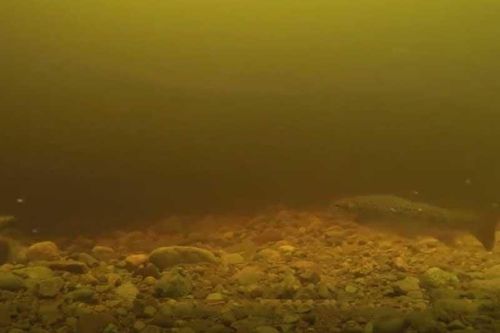 Giải mã đoạn video về sự xuất hiện của quái vật hồ Loch Ness: Danh tính của Nessie được hé lộ