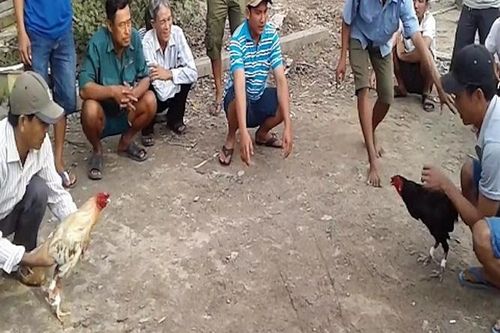 Người xem đánh bạc có bị truy cứu trách nhiệm hình sự không