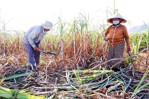 Hết mặn mà với mía