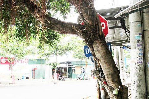 Biển báo giao thông bị che khuất