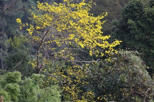 Hoa mai vàng khoe sắc trên núi thiêng Yên Tử