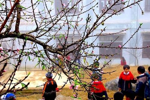 Cây đào đá ở miền Tây Xứ Nghệ