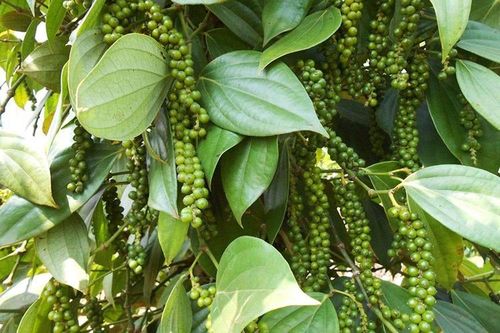 Cảnh báo việc giá tiêu liên tục tăng bất thường