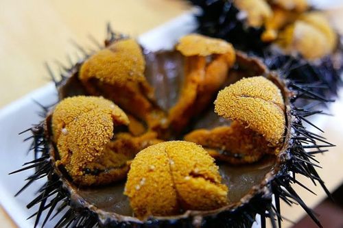 Cách người Nhật khai thác nhím biển đắt đỏ