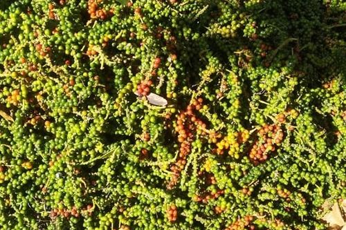 Giá tiêu hôm nay 15/3: Tăng hơn 10.000 đồng/kg trong 1 tuần, Hiệp hội Hồ tiêu họp khẩn cảnh báo