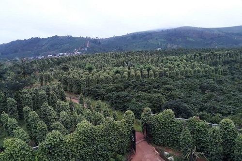 Giá tiêu vượt ngưỡng 70.000 đồng/kg, xuất khẩu lo lắng, thương lái bắt đầu ghìm giá?