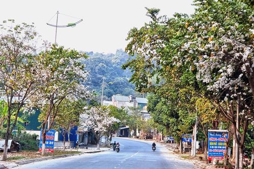 Sắc mầu hoa ban núi rừng Tây Bắc