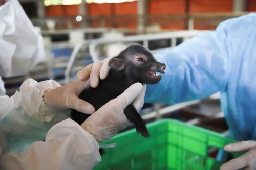 Lần đầu tiên, Việt Nam nhân bản thành công lợn quý hiếm