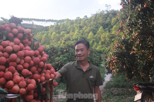 Nhật Bản cấp bằng bảo hộ chỉ dẫn địa lý cho vải thiều tỉnh Bắc Giang