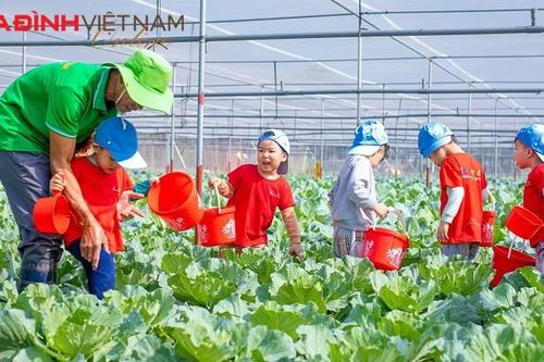 Nông dân Hà Nội trồng rau bằng... công nghệ