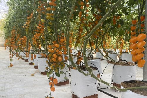 Mê mẩn với vườn cà chua trĩu quả, óng vàng giữa đại ngàn Tây Nguyên