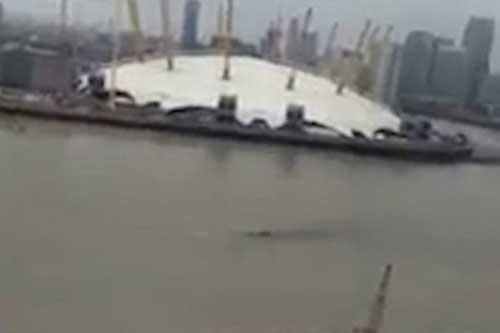Quái vật hồ Loch Ness xuất hiện trên sông Thames?