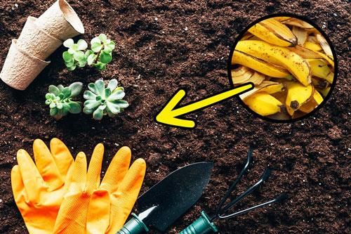 Bỏ 1 nắm vỏ chuối ra vườn, không cần 1 giọt hóa chất cả vườn rau vẫn 'lớn phổng', xanh non mướt mắt