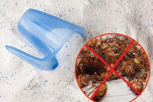 Đuổi sạch gián trong căn bếp với tuyệt chiêu vô cùng đơn giản, không cần dùng một giọt hóa chất
