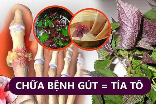 Một nắm lá tía tô tưởng vô dụng nhưng lại trị được hàng chục bệnh nguy hiểm, số 3 tuyệt vời nhất