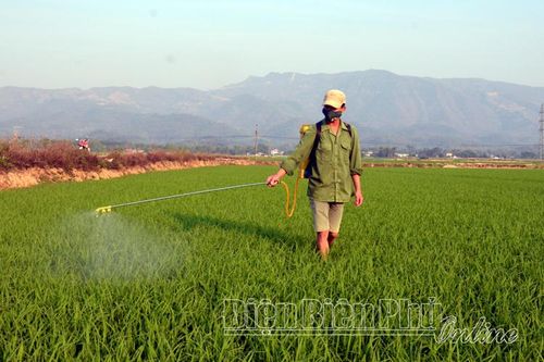Tập trung phòng trừ sâu bệnh hại lúa