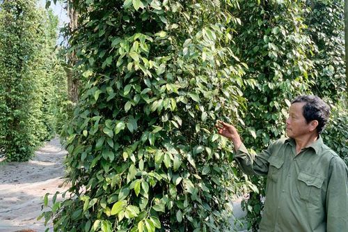Giá tiêu tăng đột biến