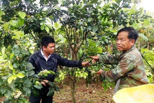 Phục hồi giống bưởi thanh trà Thượng Phước