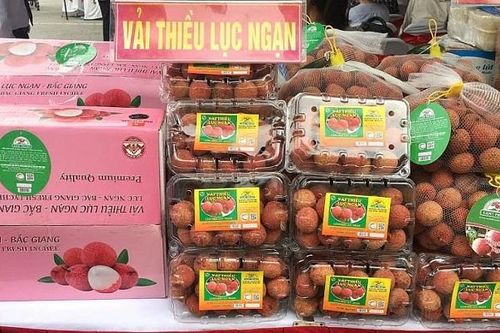 Nhật Bản cấp Bằng bảo hộ chỉ dẫn địa lý cho Vải thiều Lục Ngạn