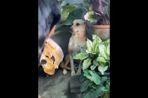 Clip: Chú chó 'hóa đá' đánh lừa đối thủ