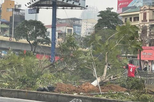 Hà Nội: Di chuyển cây xanh phục vụ xây dựng nhà máy nước thải Yên Xá