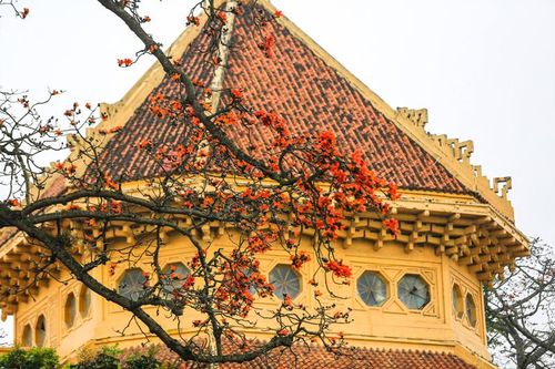 Chùm ảnh: Tháng Ba hoa gạo đỏ