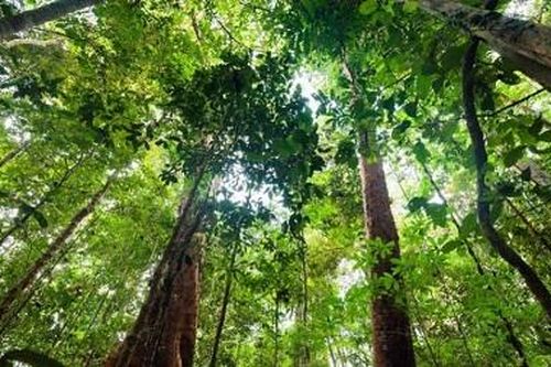 Rừng mưa nhiệt đới đang biến mất với tốc độ báo động