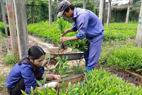 Chủ động sản xuất giống cây lâm nghiệp chất lượng
