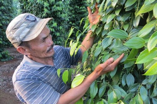 Nông dân phấn khởi vì giá tiêu tăng cao
