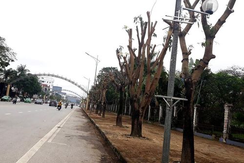 'Đau đầu' chuyện cây