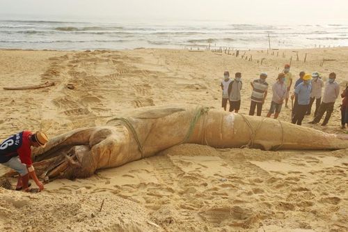 Phát hiện xác cá voi 'khủng' dài hơn 8 mét