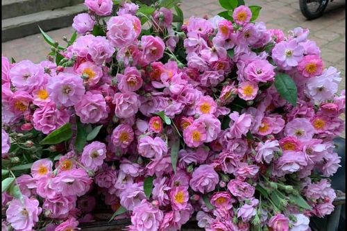 Hoa dại ở quê mọc đầy bờ rào... lên phố 'đắt hàng' muốn mua cũng khó