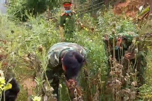 Phá nhổ cây thuốc phiện được trồng xen kẽ trong vườn rau