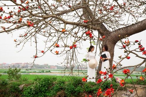 Tháng 3, hoa gạo nhuộm đỏ một góc trời Hà Nam