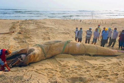 Quảng Nam: Phát hiện thi thể cá voi nặng 4 tấn trôi dạt vào bờ biển
