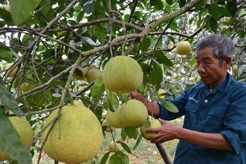 Bưởi Đoan Hùng gặp khó trong việc 'xuất ngoại'