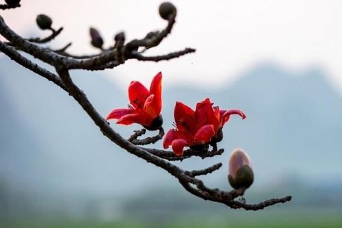 Thương nhớ hoa gạo tháng Ba…