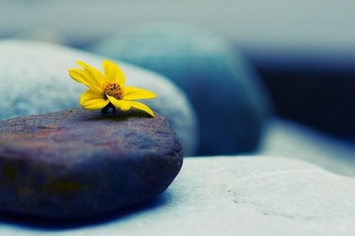 Lời Phật dạy về tham, sân, si của con người